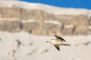 Goéland leucophée © Pascal Saulay - Parc national des Ecrins