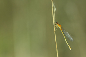Ischnura pumilio © Donovan Maillard - Parc national des Ecrins
