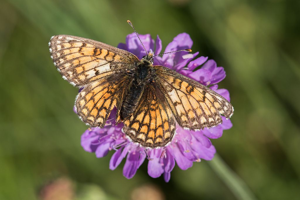 Melitaea parthenoides © Pascal Saulay - Parc National des Ecrins