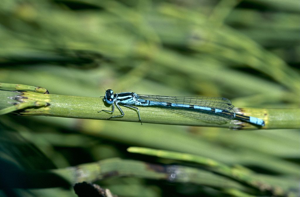 Agrion jouvencelle - Mâle © Joël Blanchemain - Parc national des Ecrins