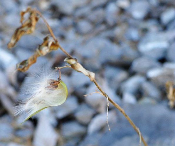Dompte-venin - graines &copy; Stephane Christianne - Parc national des Ecrins