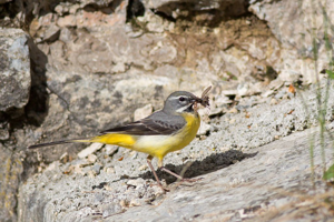 Bergeronnette des ruisseaux - régime alimentaire © Pascal Saulay - Parc national des Ecrins