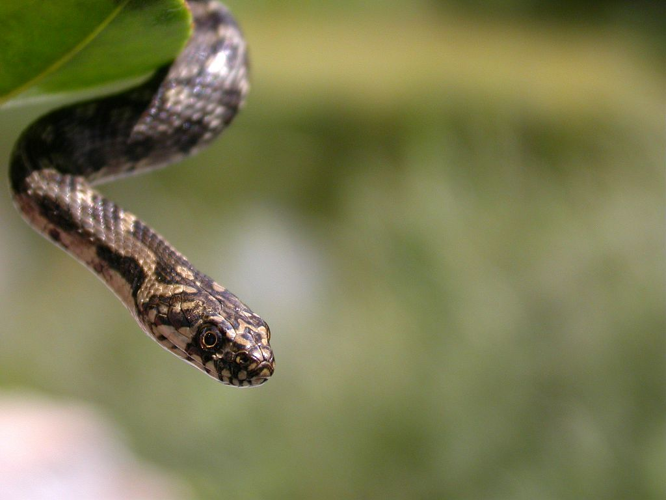 Couleuvre vipérine (mares de Réotier) &copy; Damien Combrisson - Parc national des Ecrins
