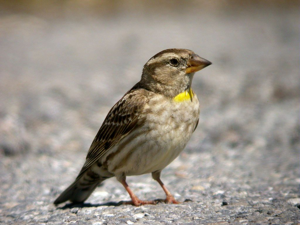 Moineau soulcie © Damien Combrisson - Parc national des Ecrins