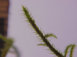 Rhytidiadelphus loreus1.jpg © Kurt Stüber [1]