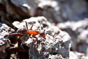 Fourmi rousse des bois © Mireille Coulon - Parc national des Ecrins