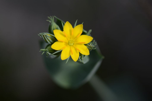 Chlore perfoliée © Bernard Nicollet - Parc national des Ecrins