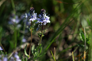 Véronique d'Autriche © Cédric Dentant - Parc national des Ecrins