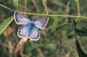 Argus bleu-nacré © Marie-Geneviève Nicolas - Parc national des Ecrins
