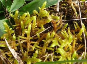 Rhytidium rugosum 090308.jpg © Bernd Haynold