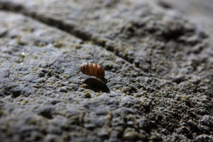 Pupilla triplicata © Damien Combrisson - Parc national des Ecrins