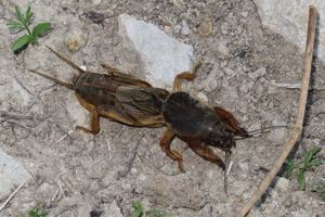 Courtilière commune © Marc Corail - Parc national des Ecrins