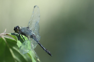 Sympétrum noir - Sympetrum danae © Donovan Maillard - Parc national des Ecrins