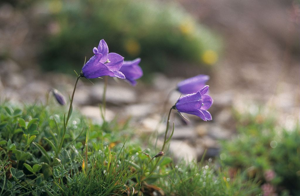 Campanule de Scheuchzer © Bernard Nicollet - Parc national des Ecrins