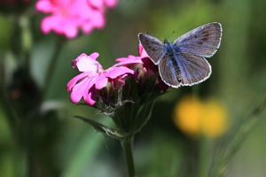 Maculinea arion © Marc Corail - Parc National des Ecrins