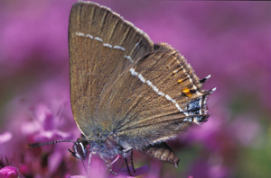 Thécla des nerpruns © Joël Blanchemain - Parc national des Ecrins