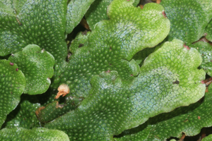 Conocephalum conicum (e, 144739-474742) 1022.jpg © HermannSchachner