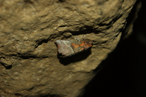 La découpure dans une grotte en hiver © Donovan Maillard - Parc national des Ecrins