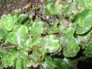 Lunularia cruciata.jpg © Commons