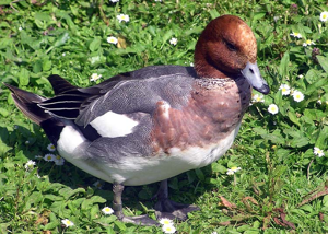 Eurasian.wigeon.2.arp.750pix.jpg © Commons
