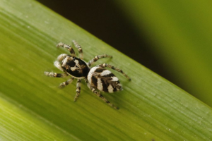 Salticus scenicus © Marc Corail - Parc national des Ecrins