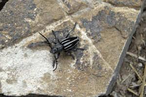 Iberodorcadion fuliginator © Mireille Coulon - Parc national des Ecrins