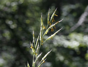 Brome érigé © Bernard Nicollet - Parc national des Ecrins