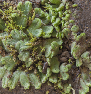 Riccia beyrichiana (7046713727).jpg © Commons