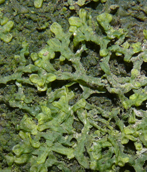 Metzgeria conjugata 180208b.jpg © Bernd Haynold