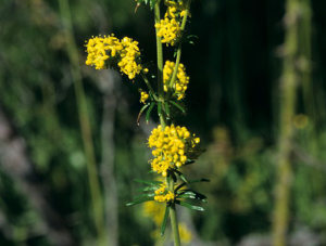 Gaillet jaune, Caille-lait jaune © Bernard Nicollet - Parc national des Ecrins