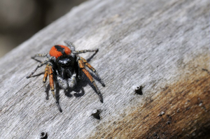 Saltique sanguinolent - Philaeus chrysops © Mireille Coulon - Parc national des Ecrins