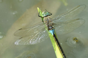 Anax napolitain - Mâle © Donovan Maillard - Parc national des Ecrins