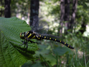 Cordulégastre bidenté © Damien Combrisson - Parc national des Ecrins