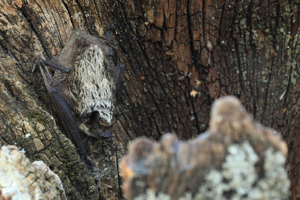 Sérotine bicolore © Marc Corail - Parc national des Ecrins