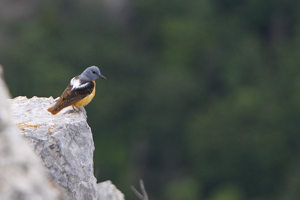 Monticole de roche, Merle de roche © Pascal Saulay - Parc national des Ecrins