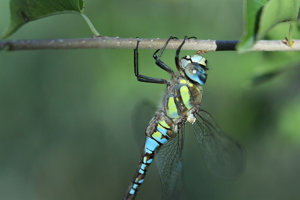Aeschne mixte - Mâle © Donovan Maillard - Parc national des Ecrins