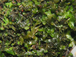 Riccardia chamedryfolia.jpeg © Kristian Peters (Fabelfroh)
