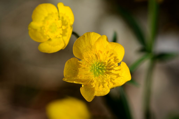 Bouton d'or &copy; Bernard Nicollet - Parc national des Ecrins