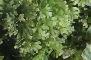 Riccardia multifida (Vielspaltiges Riccardimoos) IMG 0162.jpg © HermannSchachner