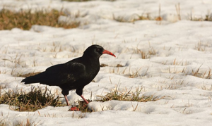 Crave à bec rouge © Mireille Coulon - Parc national des Ecrins