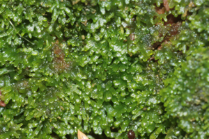Riccardia palmata IMG 1110.jpg © HermannSchachner