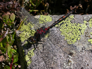 Leucorrhine douteuse © Damien Combrisson - Parc national des Ecrins