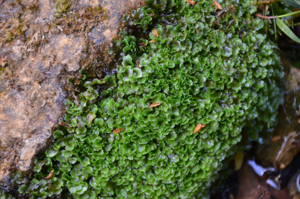 Pellia endiviifolia (Clouange-12).JPG © J.claude