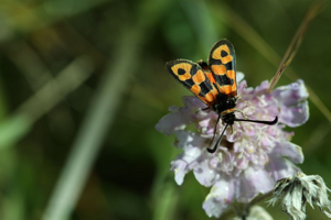 Zygène de la petite coronille observée sur le sentier du Clot du fort à Réallon © Donovan Maillard - Parc national des Ecrins