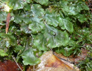 Pellia epiphylla 200108.jpg © Bernd Haynold