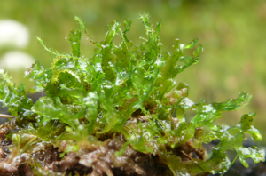 Blasia pusilla 300908.jpg © Bernd Haynold