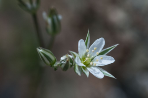 Alsine changeante, Minuartie à rostre © Mireille Coulon - Parc national des Ecrins