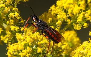 Rhynocoris erytropus © Christophe Albert - Parc national des Ecrins