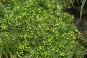 Lophozia ventricosa (a, 144939-474711) 4091.JPG © HermannSchachner