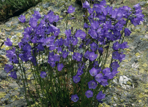 Campanule à feuilles rondes © Bernard Nicollet - Parc national des Ecrins